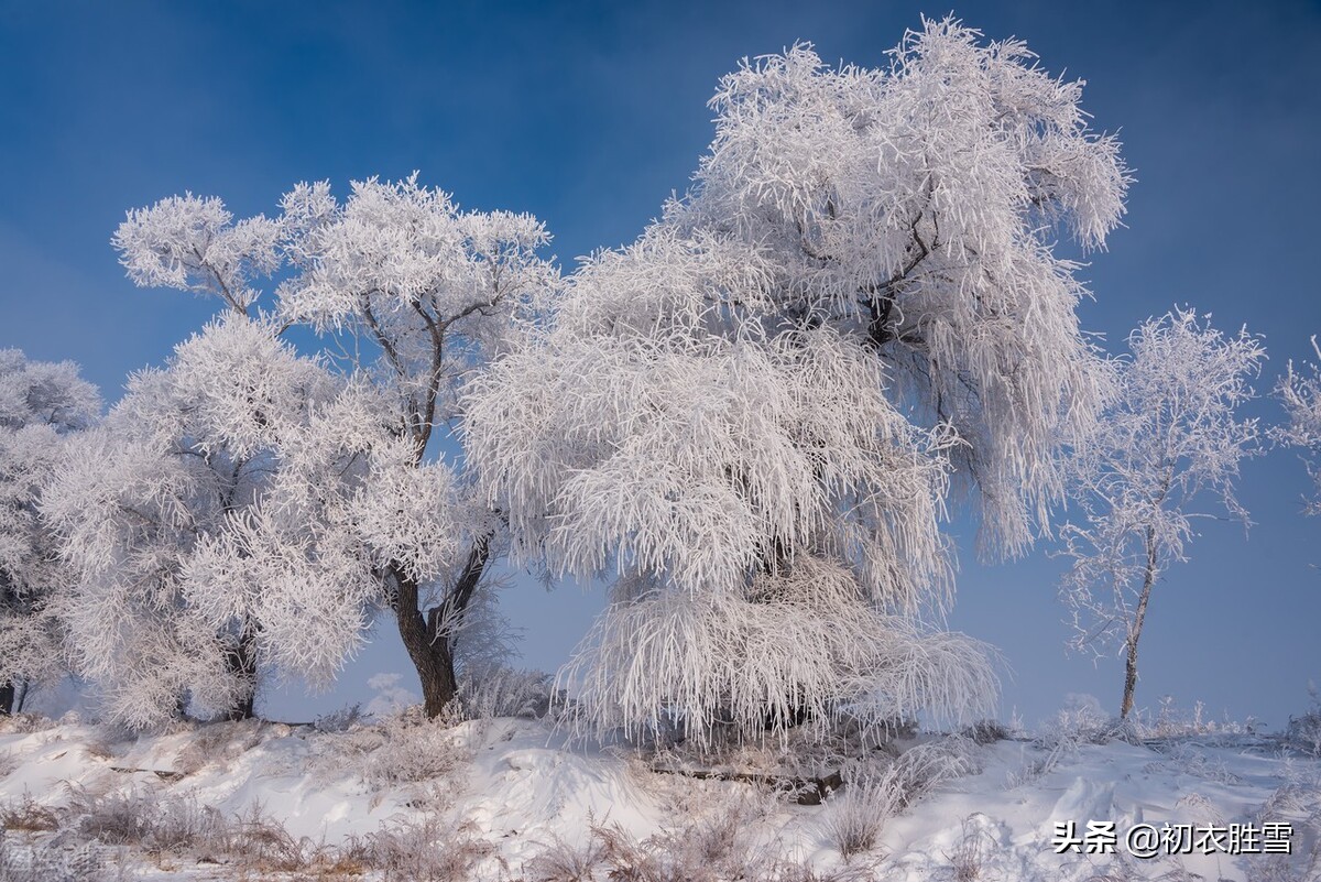 古诗中的飘飘雪八首：严寒瑞雪正飘飘，烂漫横陈玉树花