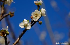 韩偓深冬梅花三首：冻白雪为伴，寒香风是媒，自向深冬著艳阳