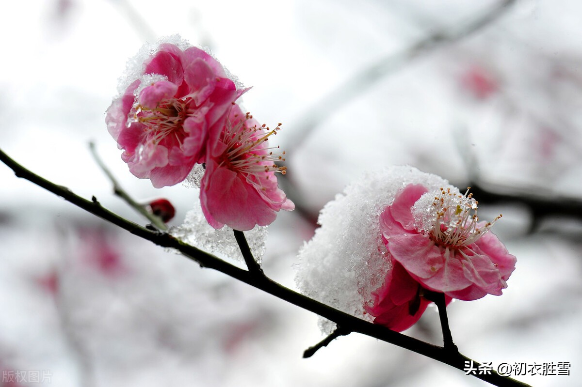 明丽雪梅诗词七首：雪里梅花春信息，冒雪寒梅春信传