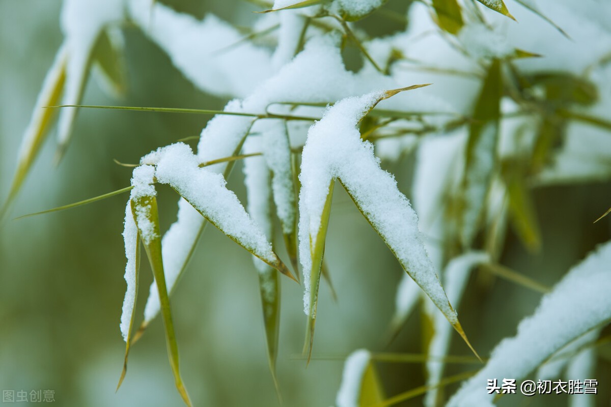 岁寒三友古诗七首：合成松竹梅三友，历尽冰霜雪一身