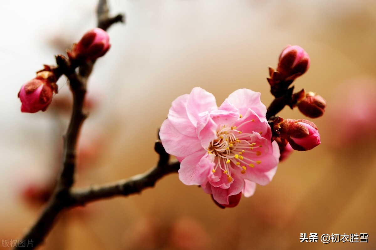 林逋梅花三首赏读：不辞日日旁边立，长愿年年末上看