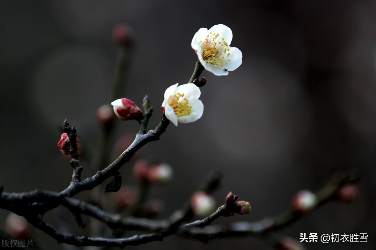 ​晏殊梅花二首：梅花漏泄春消息，端的千花冷未知