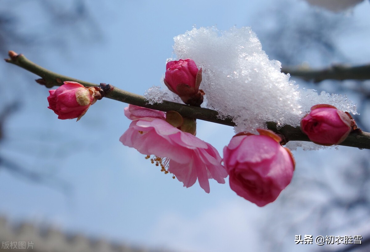 明丽雪梅诗词七首：雪里梅花春信息，冒雪寒梅春信传