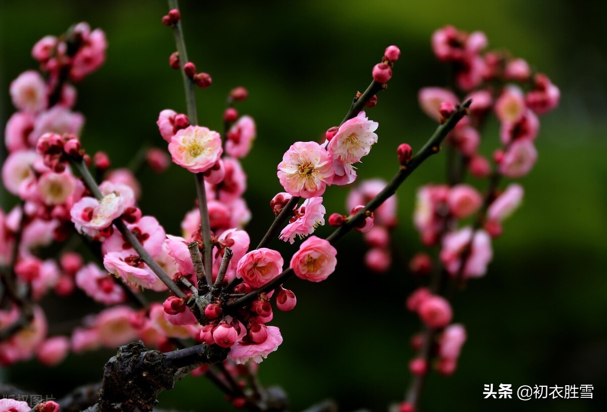 黄景仁梅花诗致敬林逋：后人但赏疏影诗，谁知别有相思曲