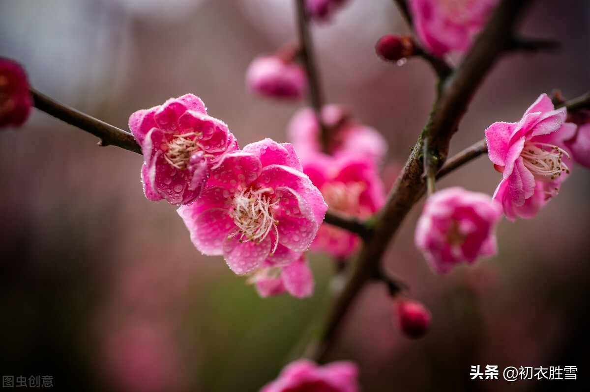 晏几道梅花情词三首：忆梅人是江南客，唱得红梅字字香