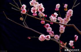 林逋梅花三首赏读：不辞日日旁边立，长愿年年末上看