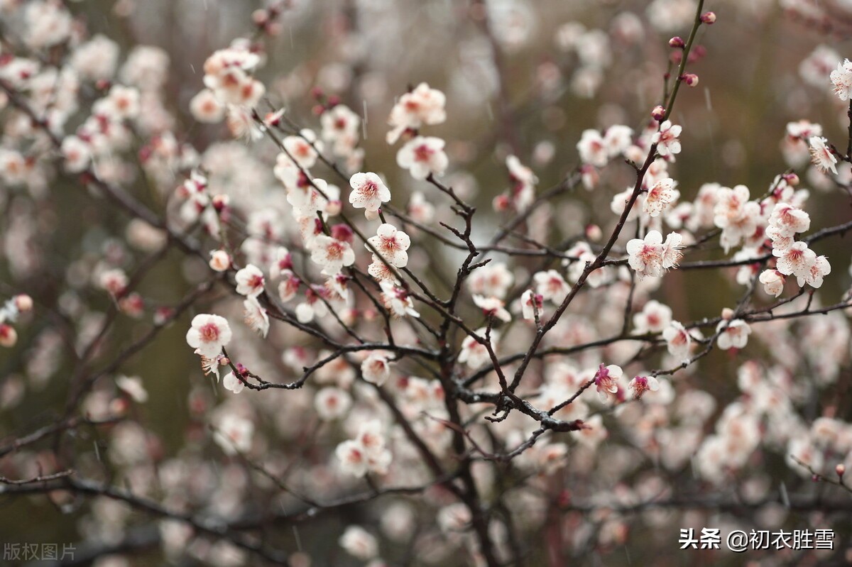 晏几道梅花情词三首：忆梅人是江南客，唱得红梅字字香