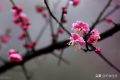 寒雨清丽梅花五首：冻雨溪山路，高下尽梅花