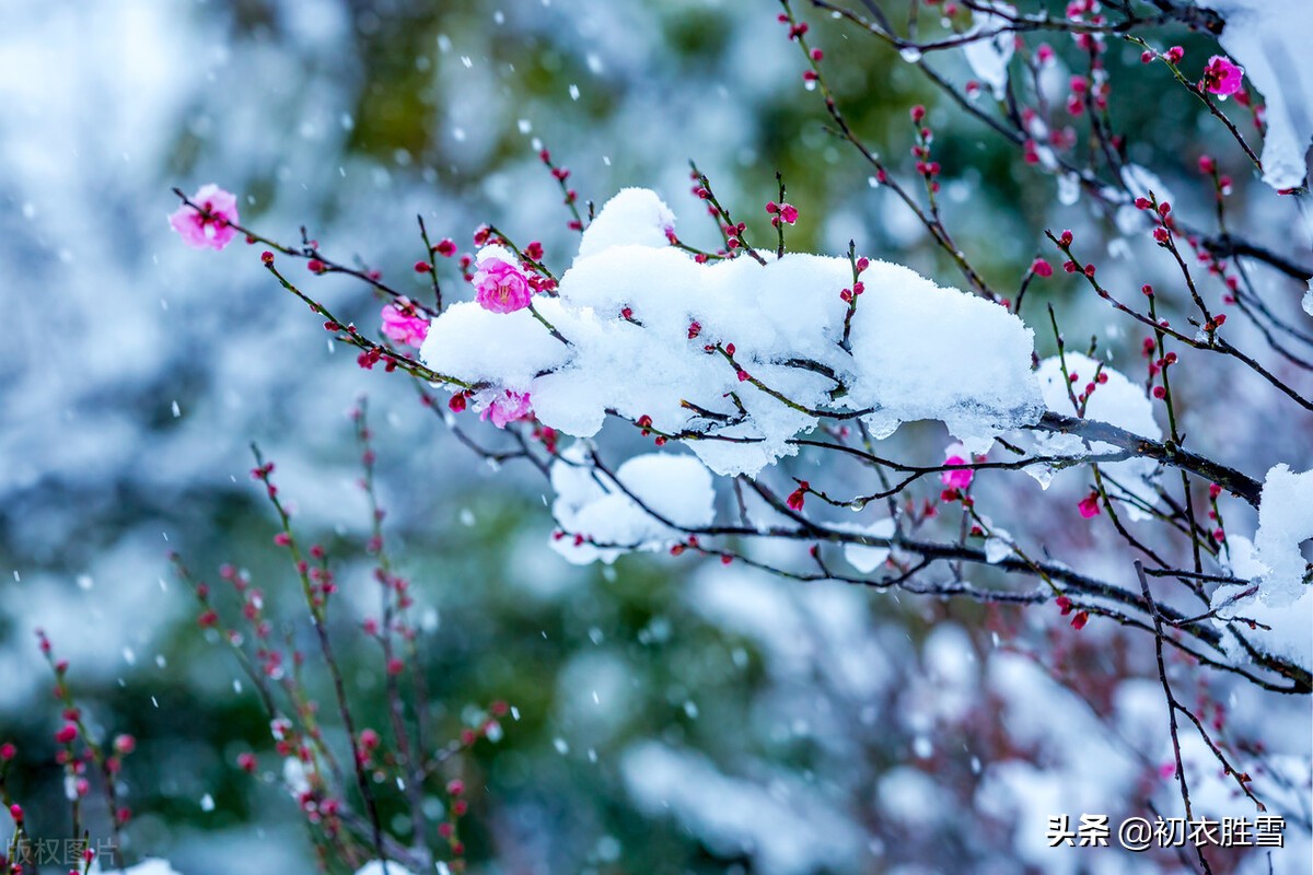 苏东坡梅花五首赏析：早梅何惜认残花，此心安处是吾乡