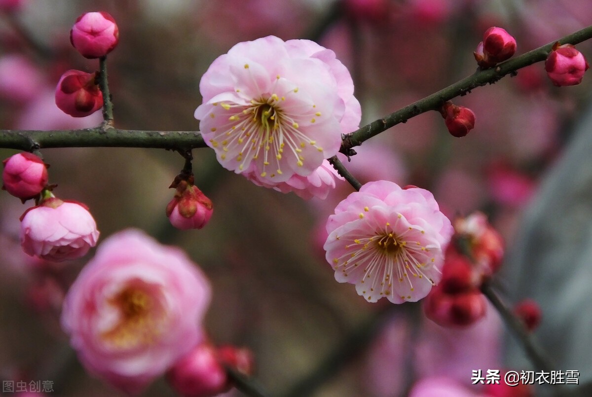 晏几道梅花情词三首：忆梅人是江南客，唱得红梅字字香