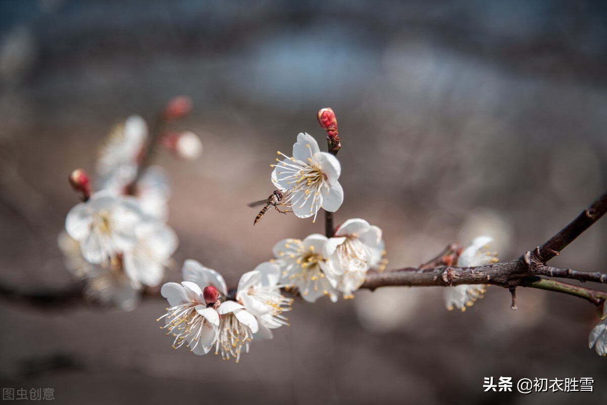 ​晏殊梅花二首：梅花漏泄春消息，端的千花冷未知