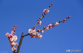 腊日梅花美诗七首：冲风迎腊日，梅有犯寒枝