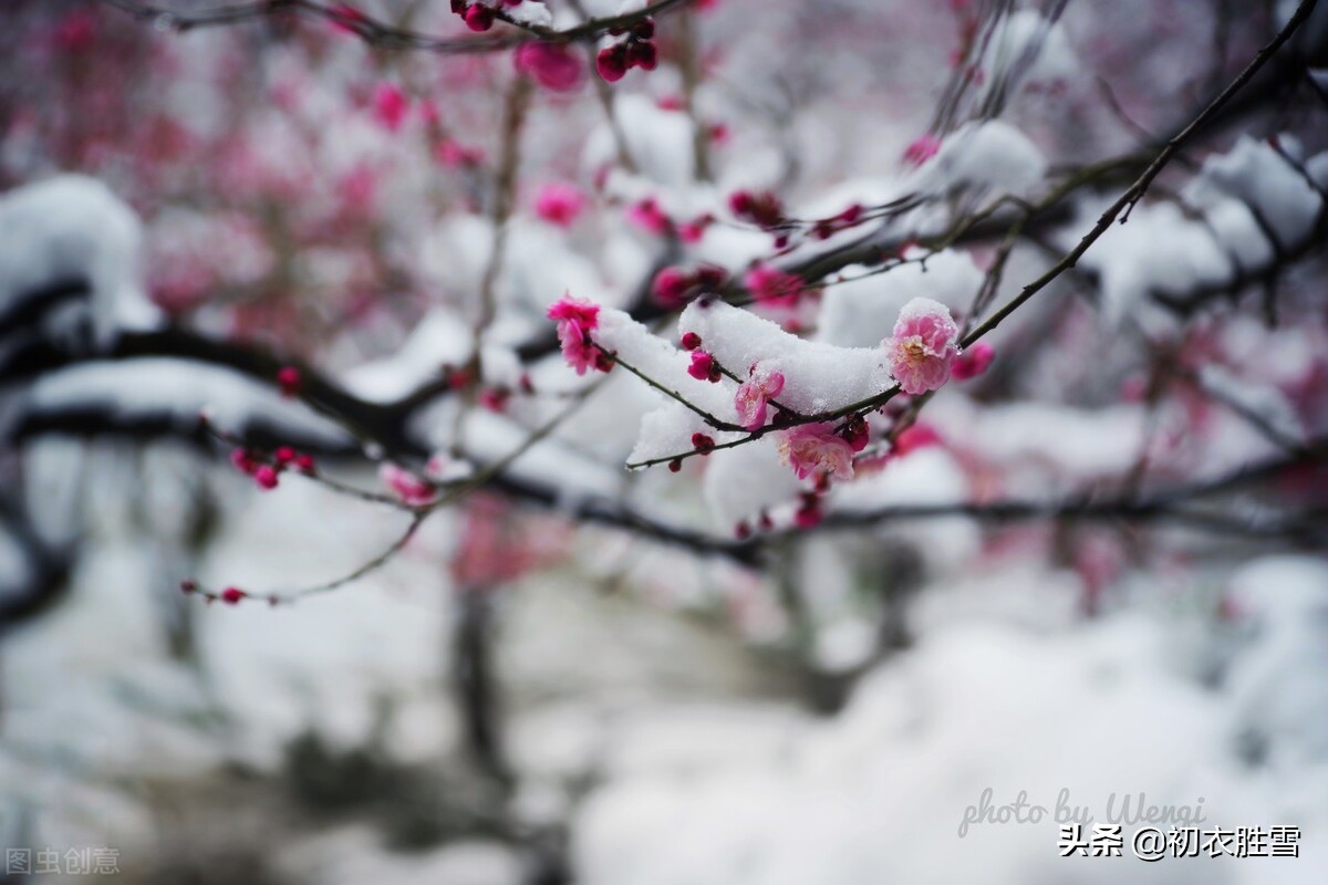 腊雪梅花古诗五首：腊雪连宵接晓飞，梅花静对雪花妍