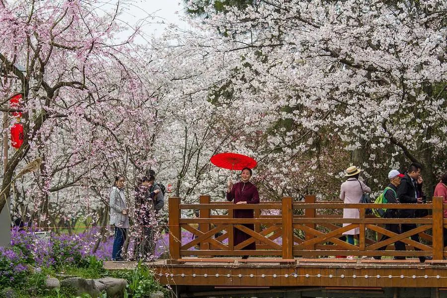 去年错过的风景，2022认真补课吧！11个春的旅行地推荐，请查收