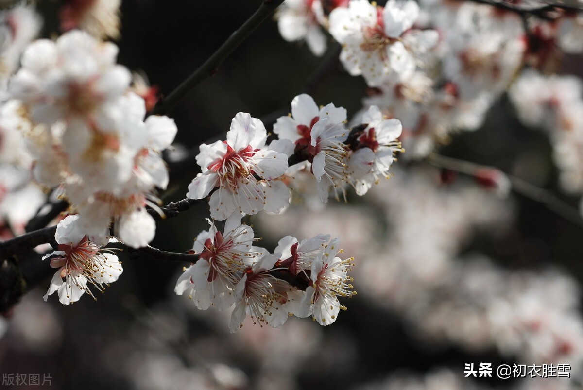 早春梅花盛开美诗六首：初春锦绣铺千树，梅花为梦草为茵