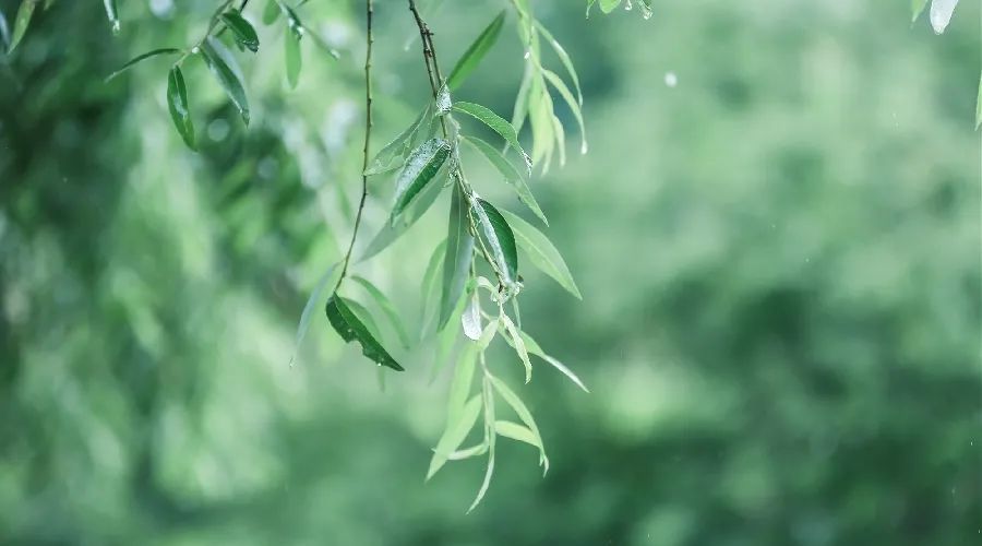 夜读丨故乡的春雨