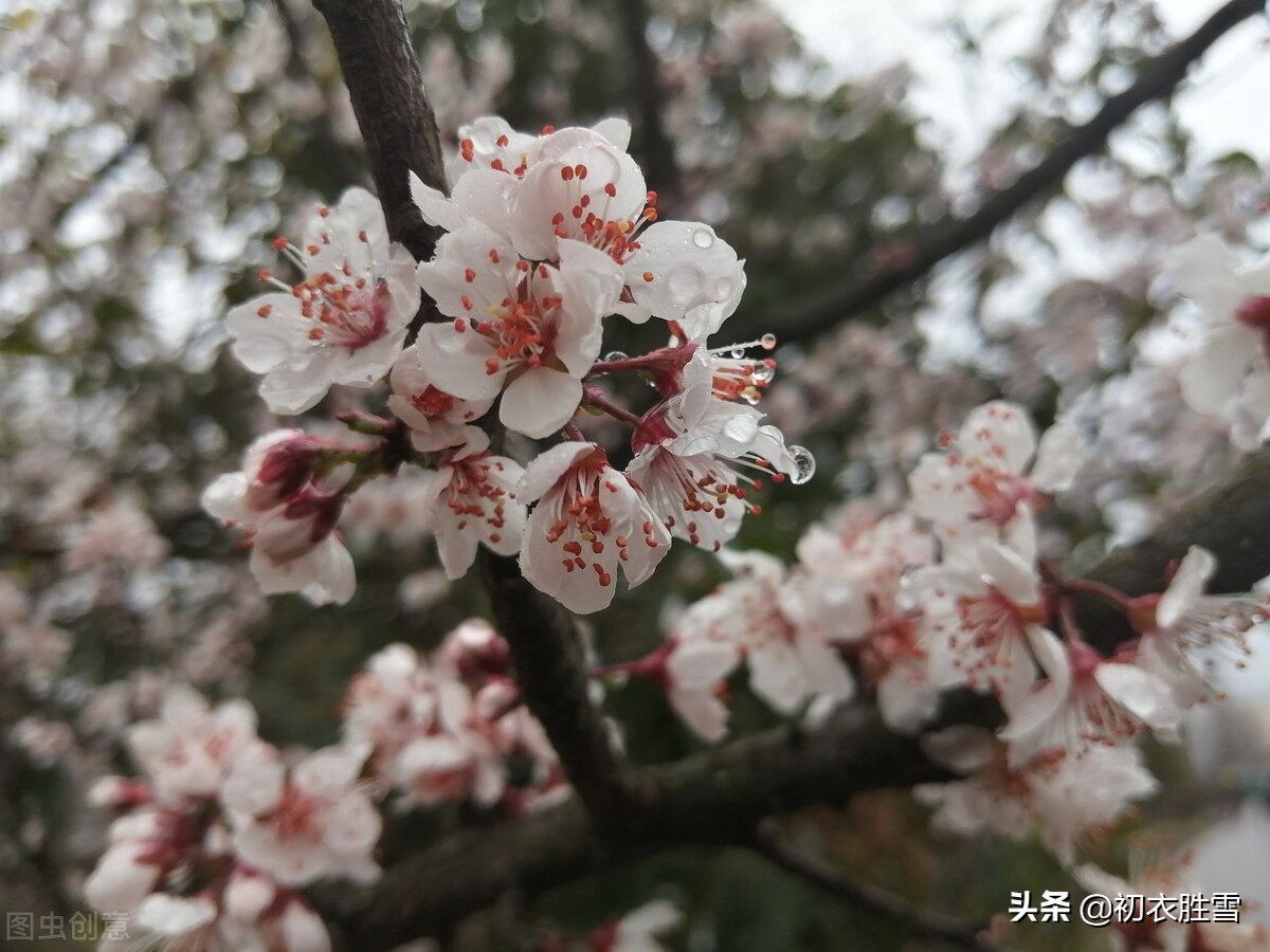 早春春雨杏花六首：原田春雨后，归报杏花开