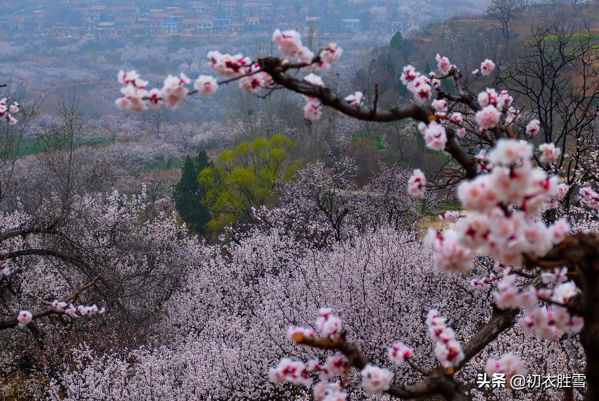 早春春雨杏花六首：原田春雨后，归报杏花开