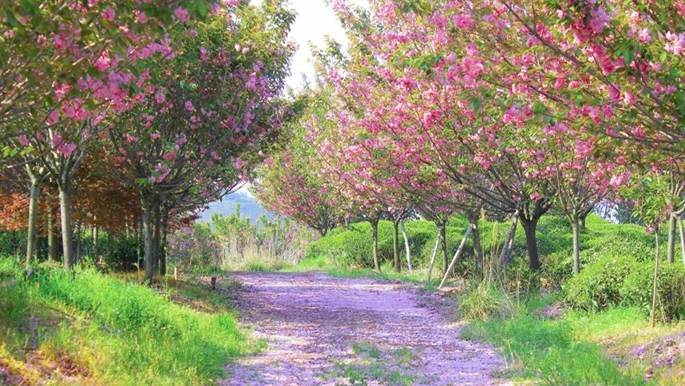 适合踏春赏花的17个旅行地，春天的美都藏在这里了！你去过几个？