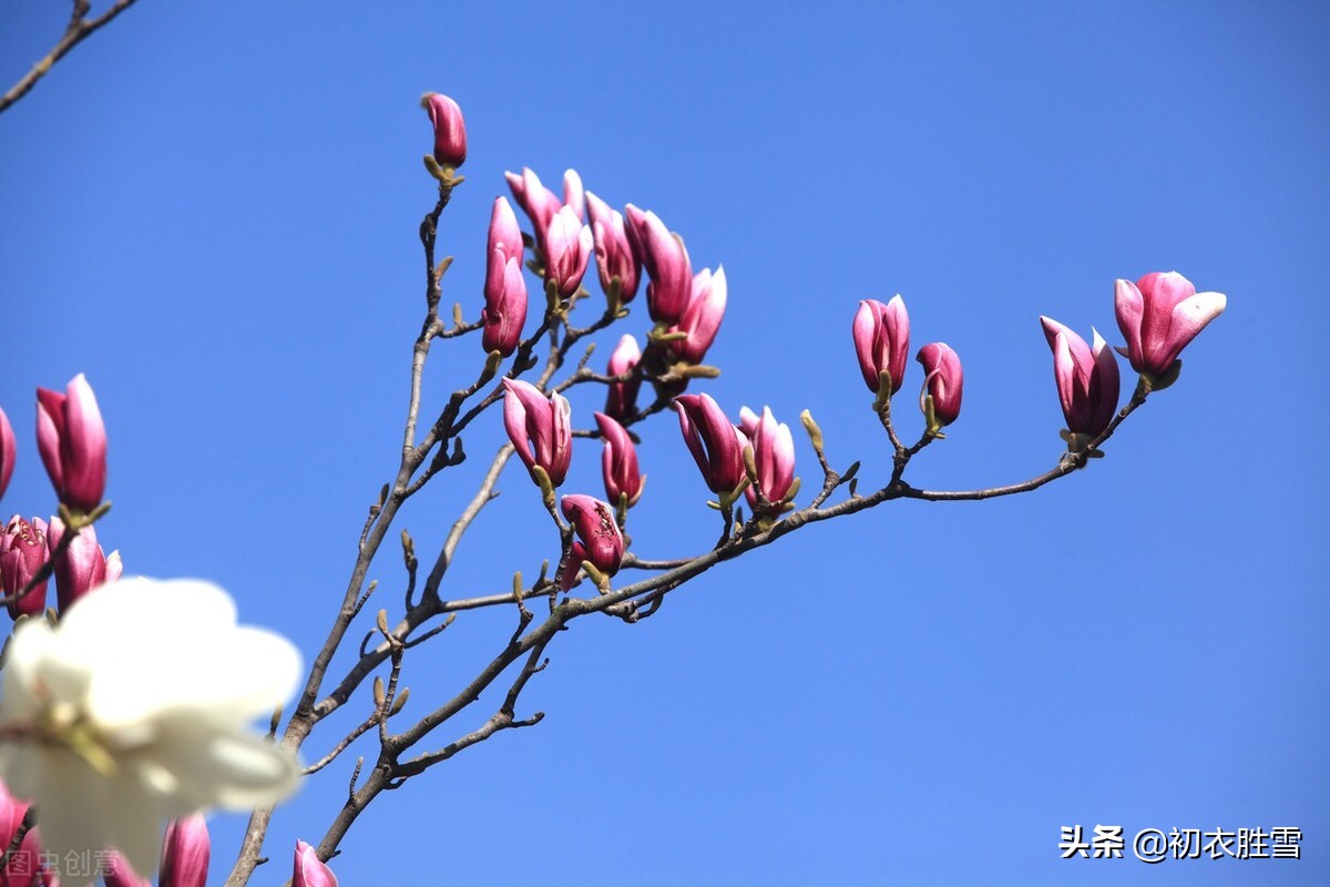 ​早春木笔花开明丽美诗六首：木笔初开三两枝，万花国里写春心