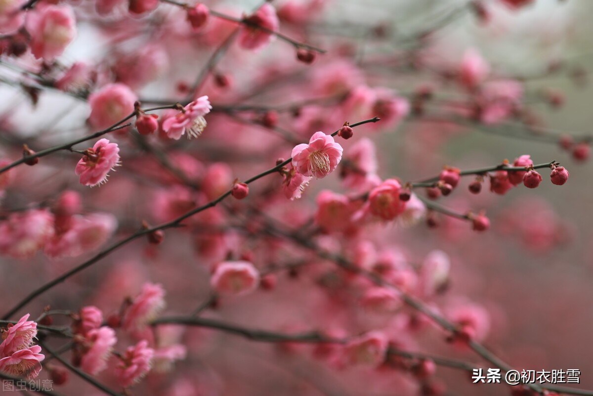 早春梅花盛开美诗六首：初春锦绣铺千树，梅花为梦草为茵