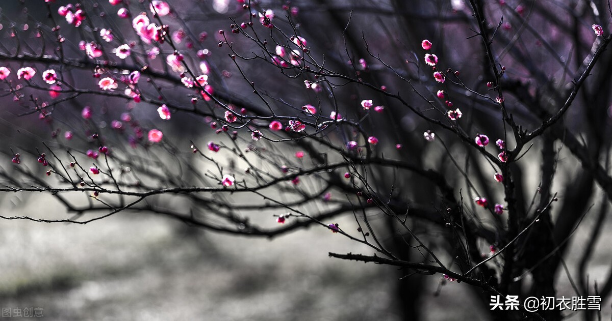 早春春雨春水古诗四首：春雨晴时春水生，有几梅花更晚风