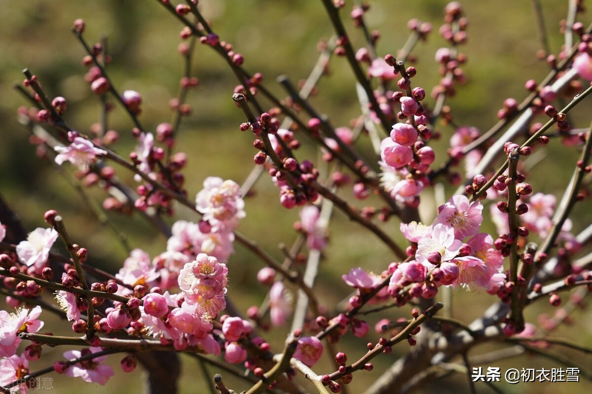 清新早春美词四首：一树小梅花谢矣，又是落灯天气