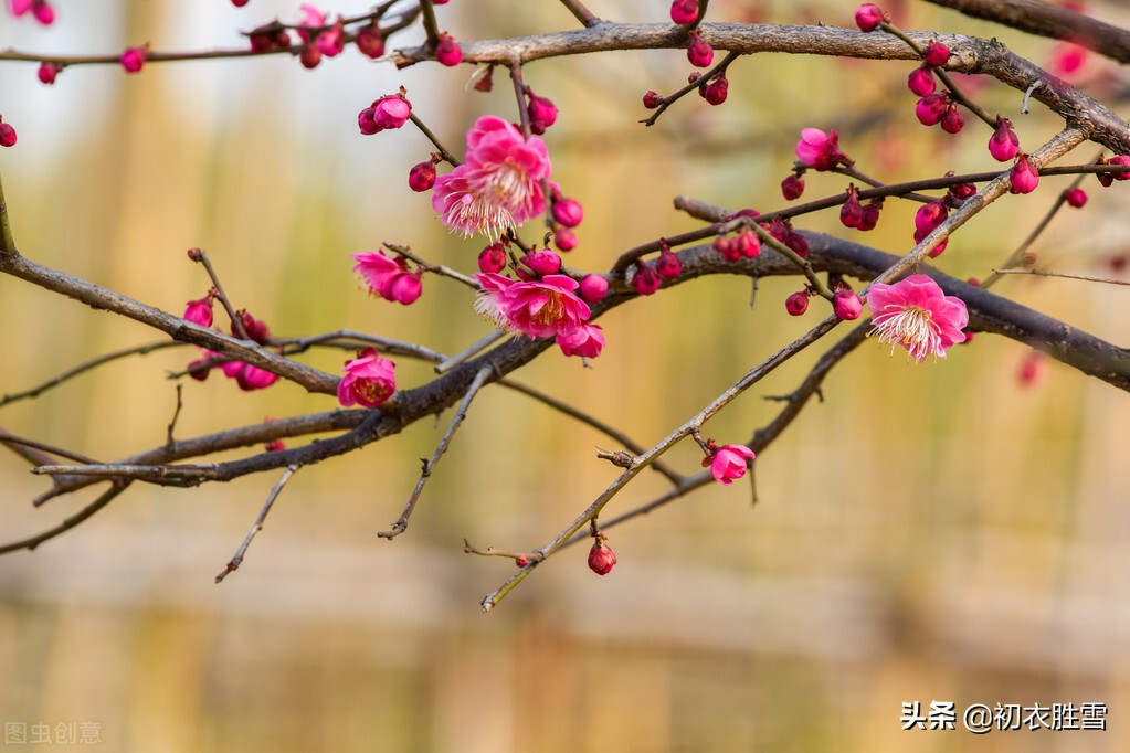 清新早春美词四首：一树小梅花谢矣，又是落灯天气