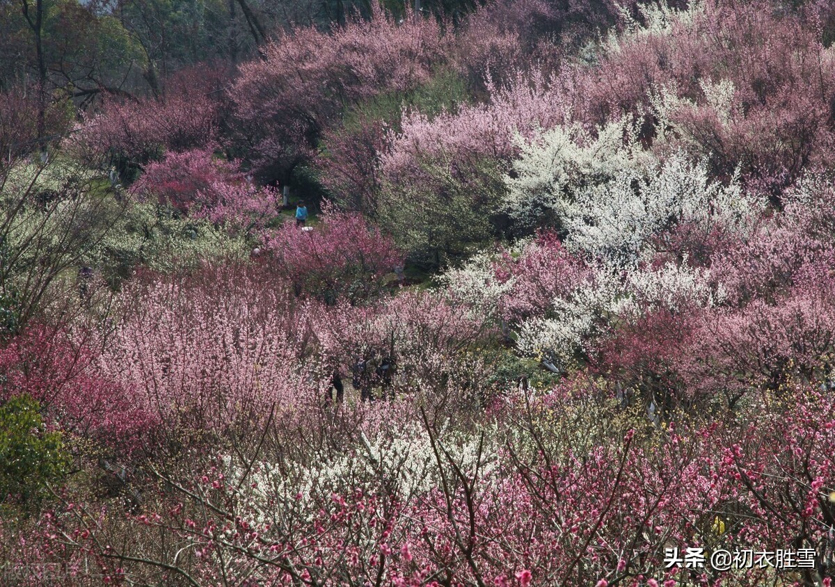 清新仲春诗词六首：时仲春，草木新，胡蝶飞来花上争