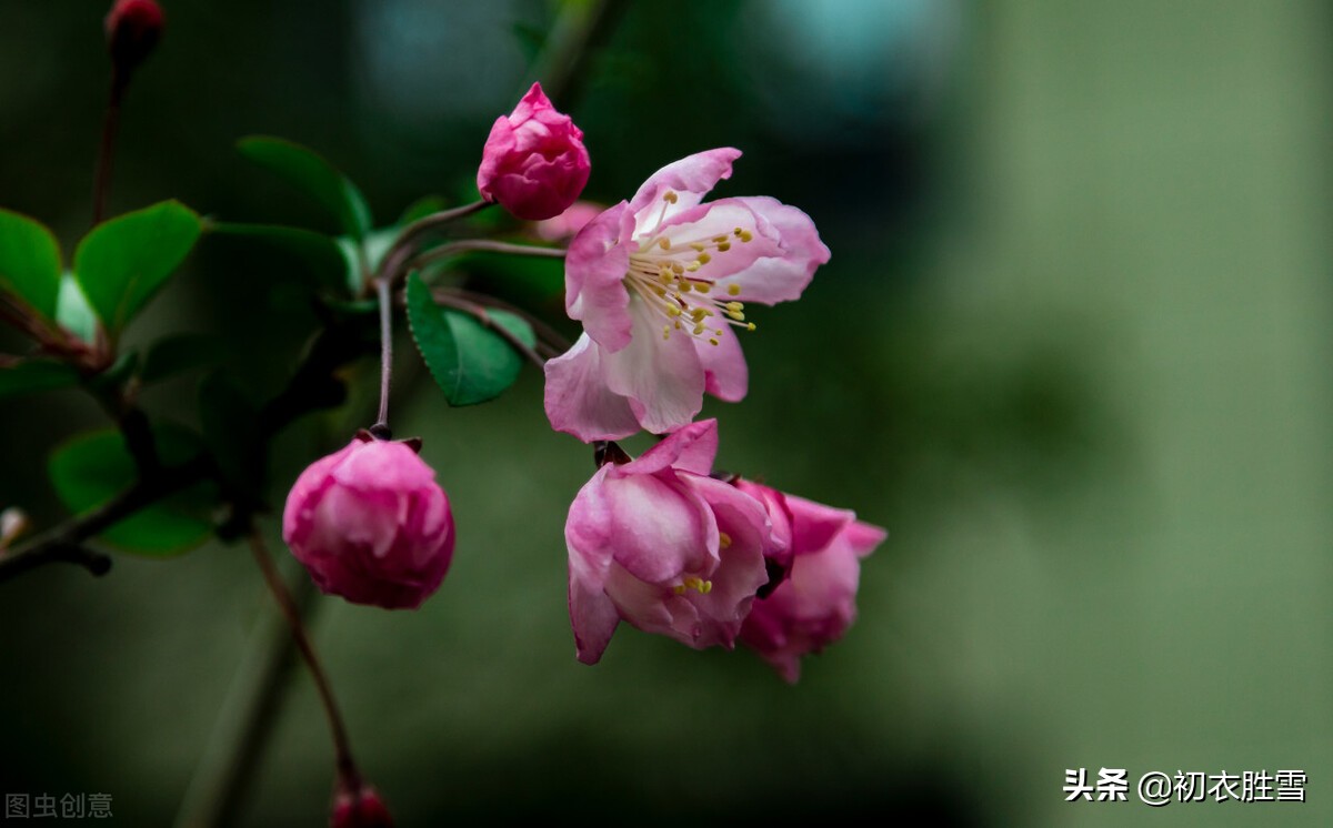 晚唐郑谷海棠美诗四首：秾丽最宜新著雨，娇饶全在欲开时