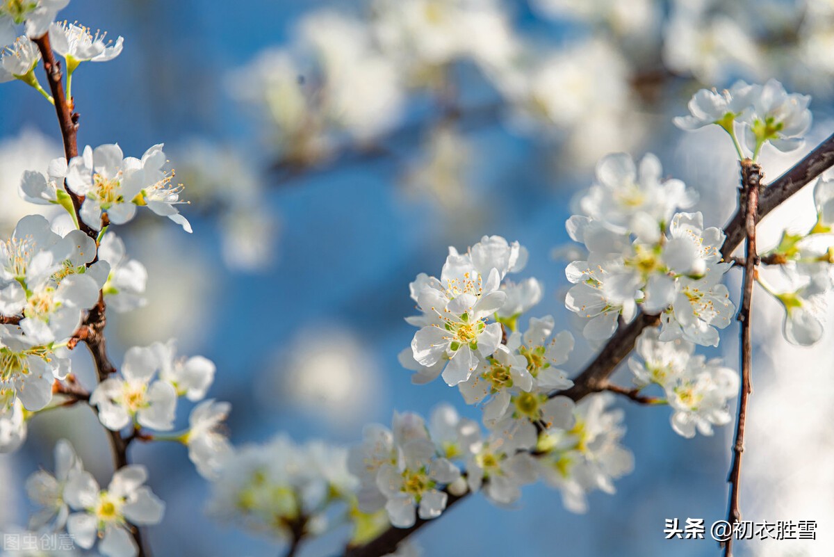 早春花信风之李花六首：谁将平地万堆雪，剪刻作此连天花