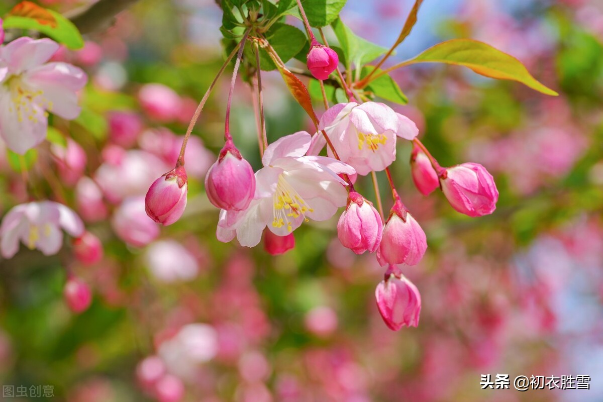 仲春花信之海棠八首：濯锦江头千万枝，不怕春寒雨湿衣