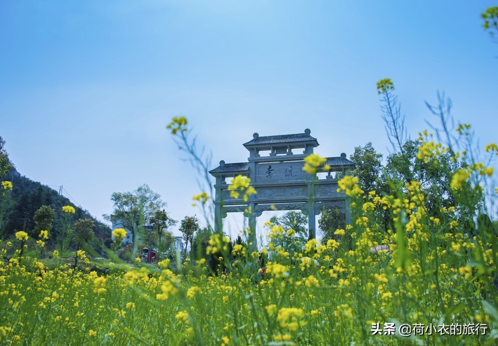 婺源的油菜花开了，黄花绿树间云雾缭绕，恍若仙境，你来吗？