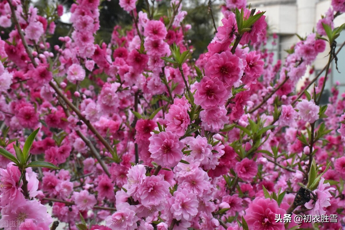 ​清新仲春二月美诗六首：二月春晖晖，二月草菲菲