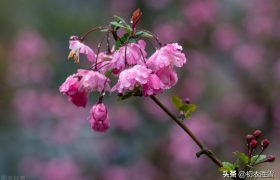 春分节气春雨美词四首：轻风细雨，惜花天气，相次过春分