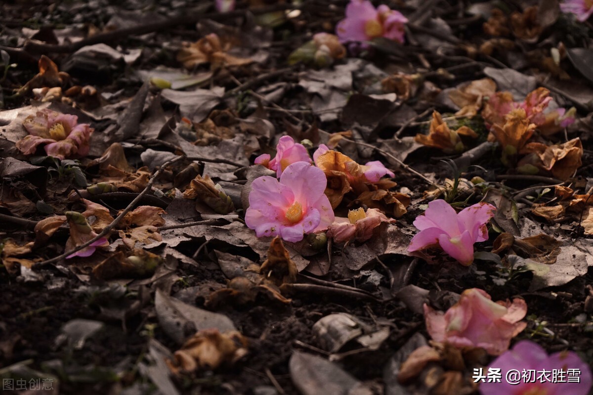 包含有生命之感的落花美诗六首：河水浮落花，为道长相忆