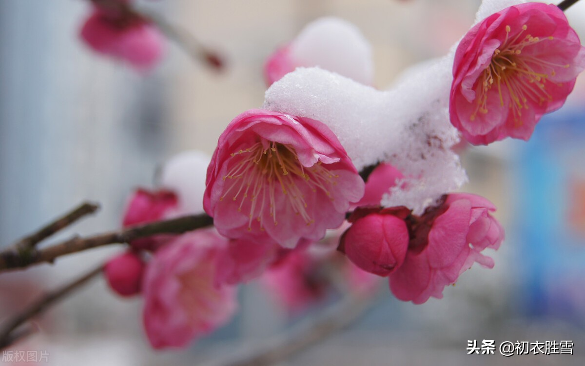 春寒梅花诗词七首：梅花元不怕春寒，正是清香发越时