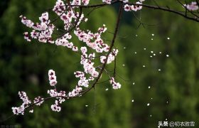 晏几道落花情词两首赏读：相寻梦里路，飞雨落花中