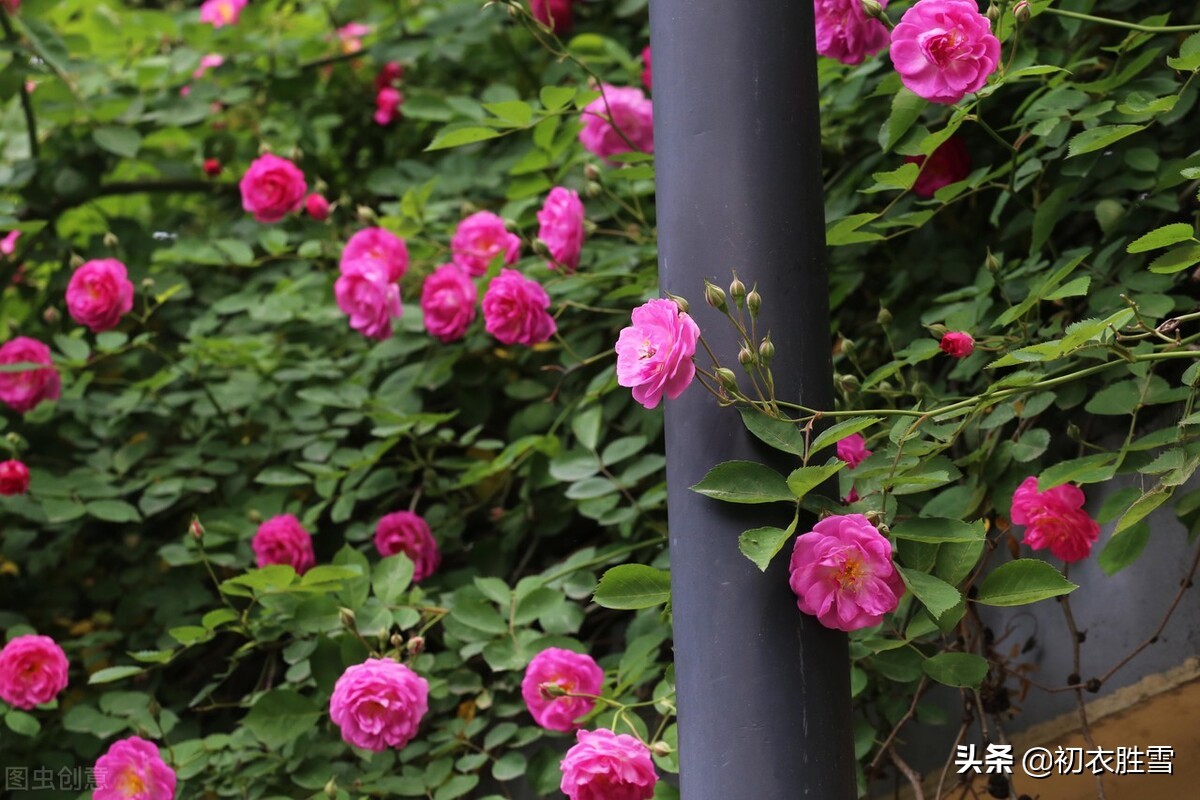 仲春花信之蔷薇美诗七首：当户种蔷薇，千艳万艳开