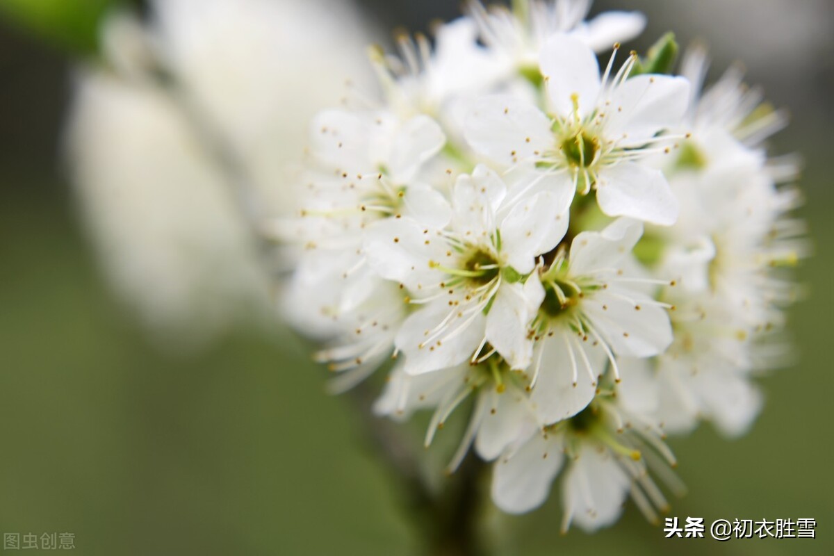 早春花信风之李花六首：谁将平地万堆雪，剪刻作此连天花