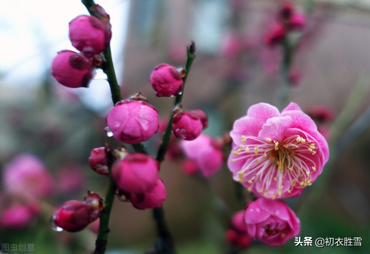 春寒梅花诗词七首：梅花元不怕春寒，正是清香发越时