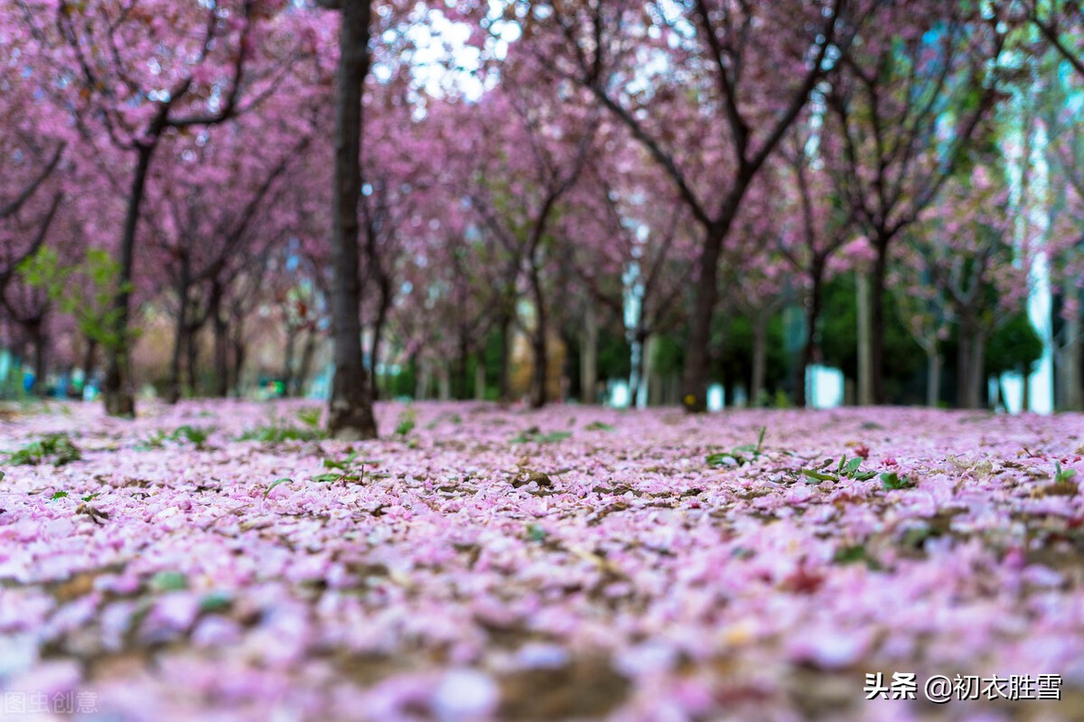 落花美诗五首赏读：桃花自落非关雨，梅子半黄知是春