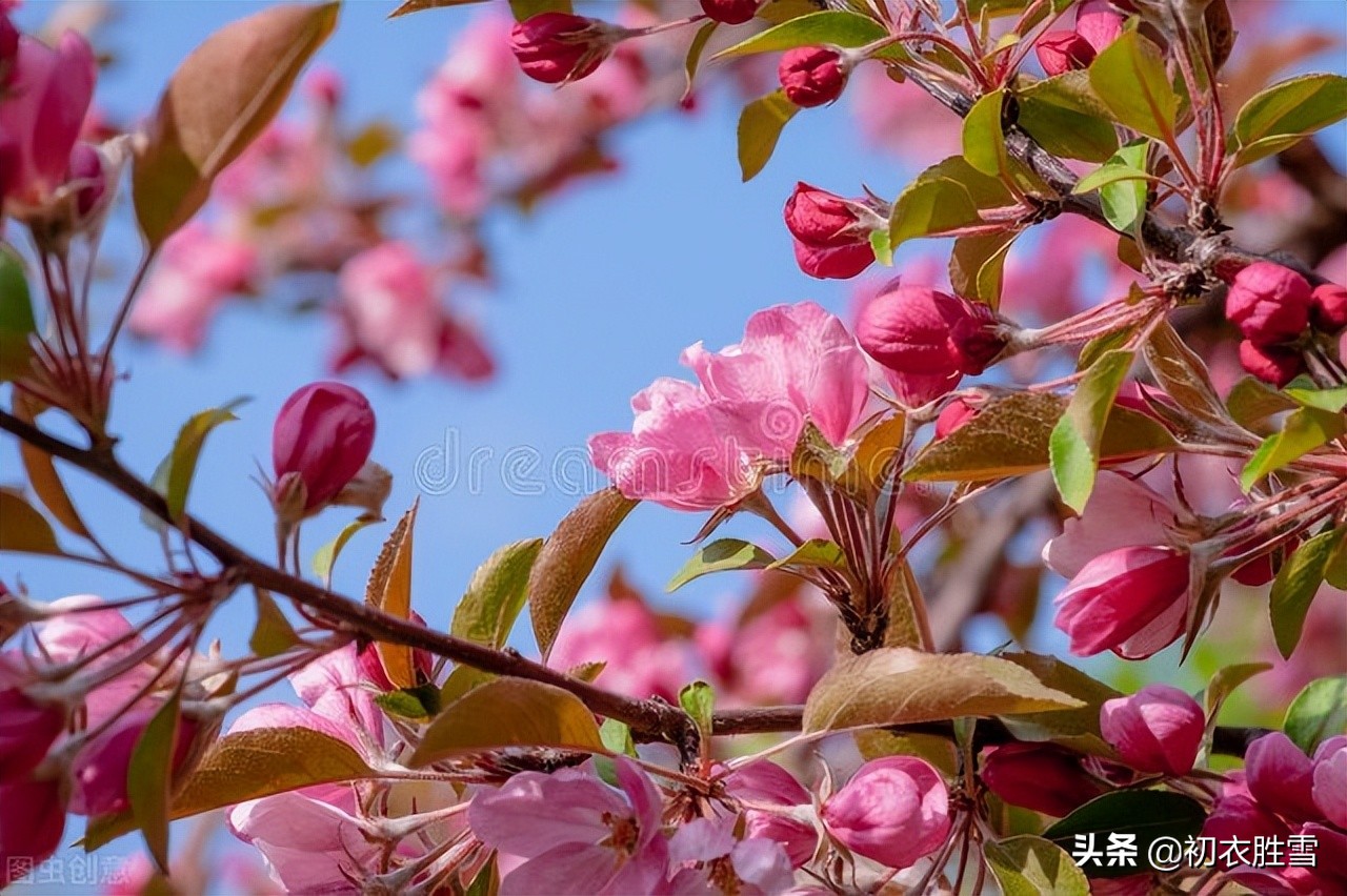 晏殊富丽海棠花三首：海棠珠缀一重重，岁岁年年，共占春风