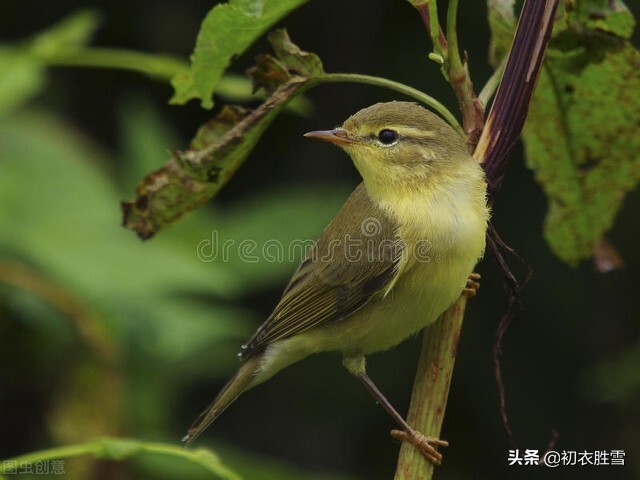 仲春惊蛰第二候之黄鹂美诗六首：两个黄鹂鸣翠柳，两两黄鹂色似金