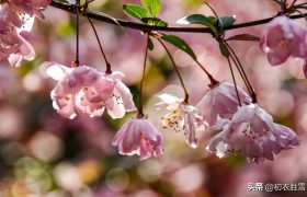 苏轼海棠五首赏析：嫣然一笑竹篱间，海棠虽好不吟诗