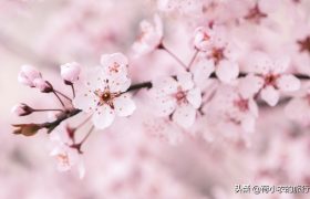 中国最美的八大赏樱地，想看樱花，何必去日本