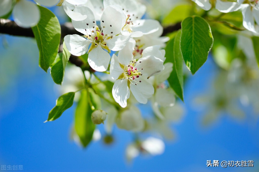 仲春花信之梨花古诗八首：一树梨花一溪月，不知今夜属何人