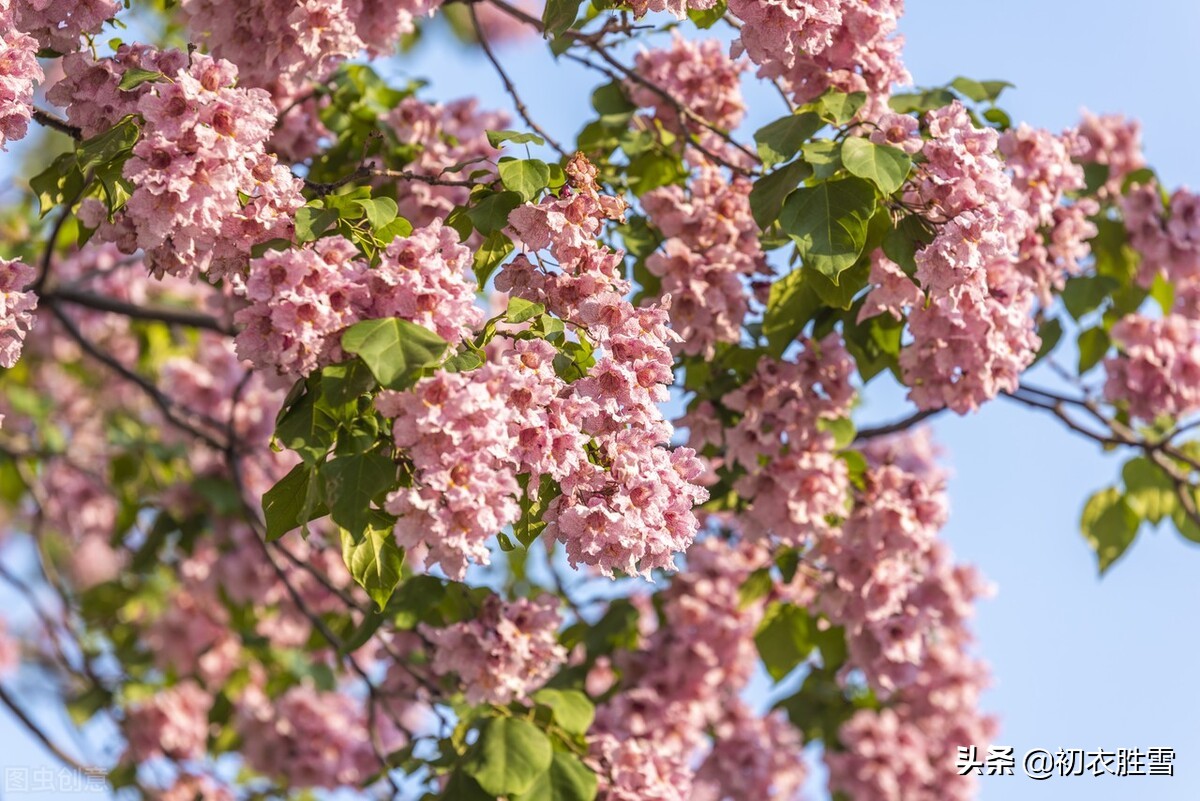 晚春高美明快楸花美诗八首：楸树高花欲插天，看吐高花万万层