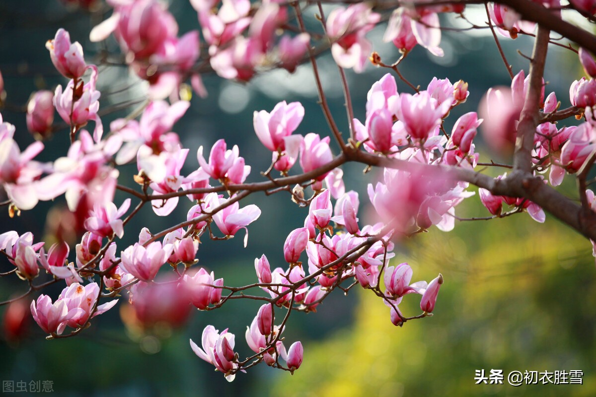 仲春花信之木兰花美诗六首：微雨微风寒食节，半开半合木兰花