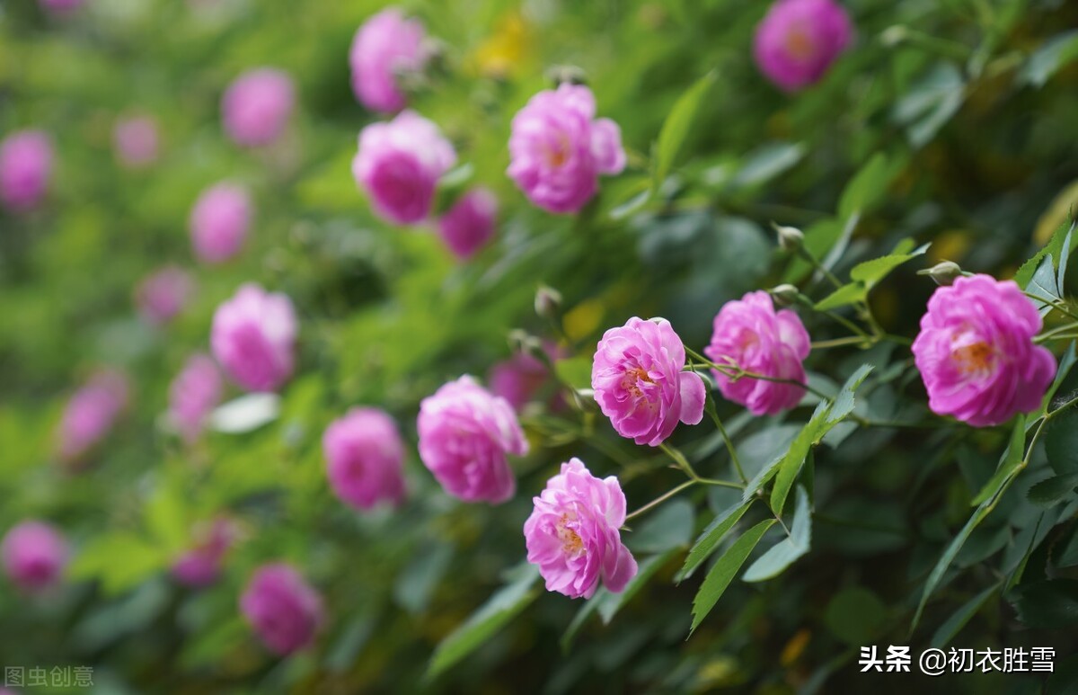 清新春雨蔷薇诗词六首：有情芍药含春泪，无力蔷薇卧晓枝-爱读书